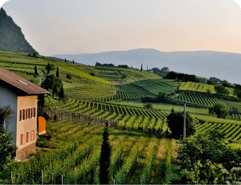 Vineyard landscape